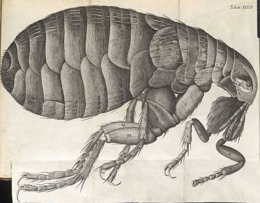 Robert-Hooke-Black-Death