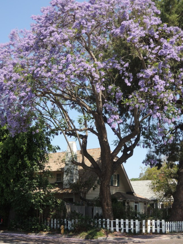 jacarandaoc