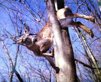Deer-falls-from-sky-and-crashes-through-windshield-of-minivan-in-Illinois