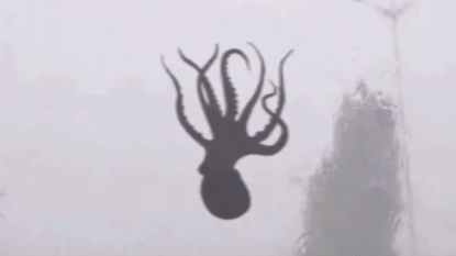 octopus-crazy-storm-qingdao